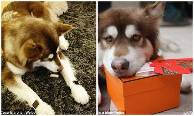 Năm 2015, Tư Thông mua 2 chiếc đồng hồ thông minh Apple trị giá khoảng 800 USD tặng cho thú cưng nhân dịp sinh nhật. Ảnh: Weibo.