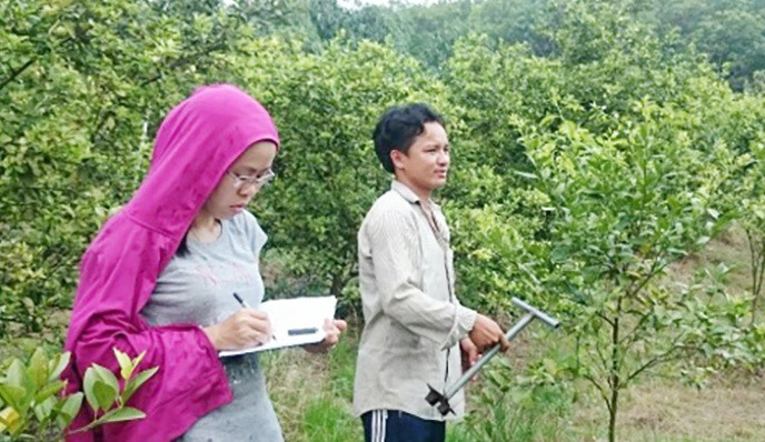 Không giống phần lớn nông dân trồng cao su, điều, tiêu, gia đình bà Huỳnh Thị Hường ở ấp 2, xã Thành Tâm (Chơn Thành, Bình Phước) chọn cây chanh bông tím làm giàu. Có năm, 14 ha chanh cho gia đình bà thu về 1,8 tỷ đồng, trừ chi phí lời 1 tỷ đồng. Ảnh: Baobinhphuoc.