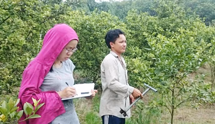 Không giống phần lớn nông dân trồng cao su, điều, tiêu, gia đình bà Huỳnh Thị Hường ở ấp 2, xã Thành Tâm (Chơn Thành, Bình Phước) chọn cây chanh bông tím làm giàu. Có năm, 14 ha chanh cho gia đình bà thu về 1,8 tỷ đồng, trừ chi phí lời 1 tỷ đồng. Ảnh: Baobinhphuoc.