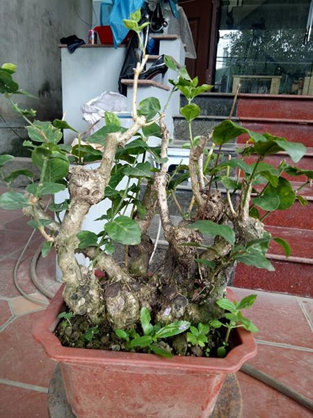 Nét độc đáo của chậu bonsai này là sự cân đối của thân cây. Ảnh: FB ‎Andao Vu.