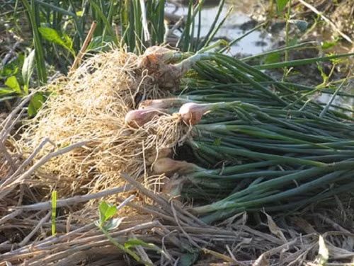 Năm nay, nhiều diện tích trồng hành trong huyện được thu hoạch sớm. Thương lái đến tận ruộng để thu mua. Ảnh: Nông nghiệp.