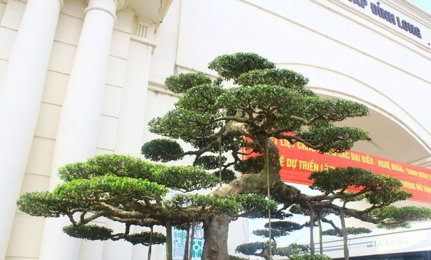 Cây sanh cổ từng được khách trả 14 tỷ song chủ nhân chưa có ý định bán. Ảnh: Dân Việt.