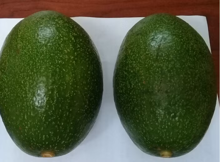 Mỗi kg bơ bao gồm 2-3 trái, có nhiều quả nặng tới gần 1kg. Ảnh: Internet.