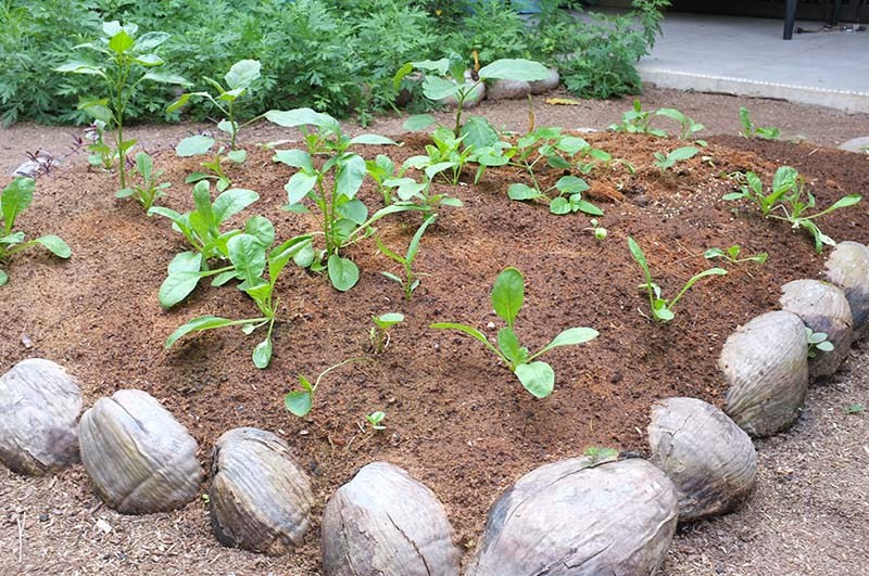 Alexius Yeo cho biết mất 4 tháng cho việc làm đất và tạo cảnh quan cho vườn rau.