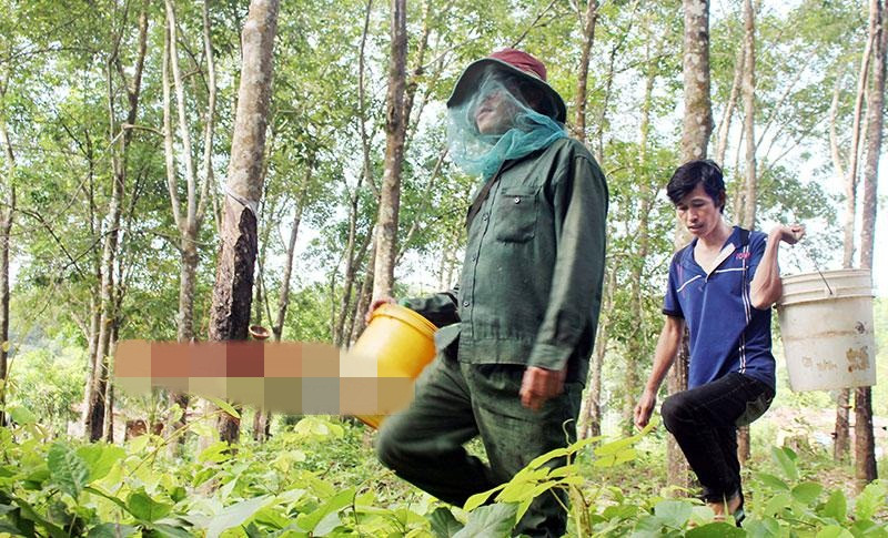 Từ tháng 3 đến tháng 6 (âm lịch) hàng năm là mùa săn mật ong rừng của người dân huyện Bù Đốp (Bình Phước). Tìm được tổ ong không dễ. Thợ săn mật ong có khi phải lặn lội cả tháng trời mới kiếm được. Ảnh: Binhphuoconline.
