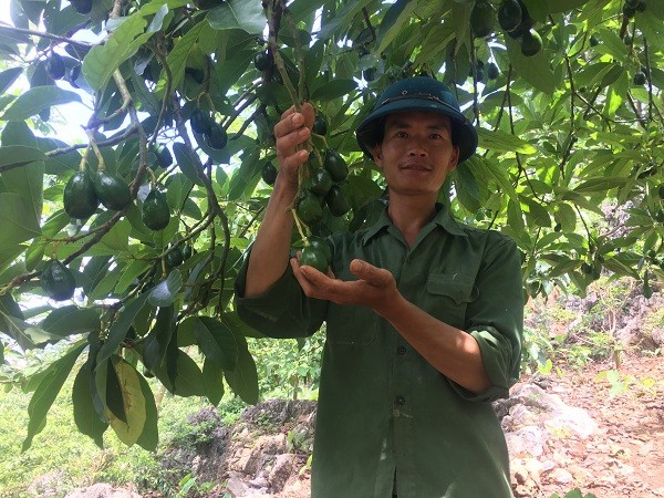 Mô hình trồng bơ trên đất dốc của anh Dương Văn Tuấn (Mộc Châu, Sơn La), mỗi năm thu gần 80 triệu đồng. Ảnh: Dân Việt.