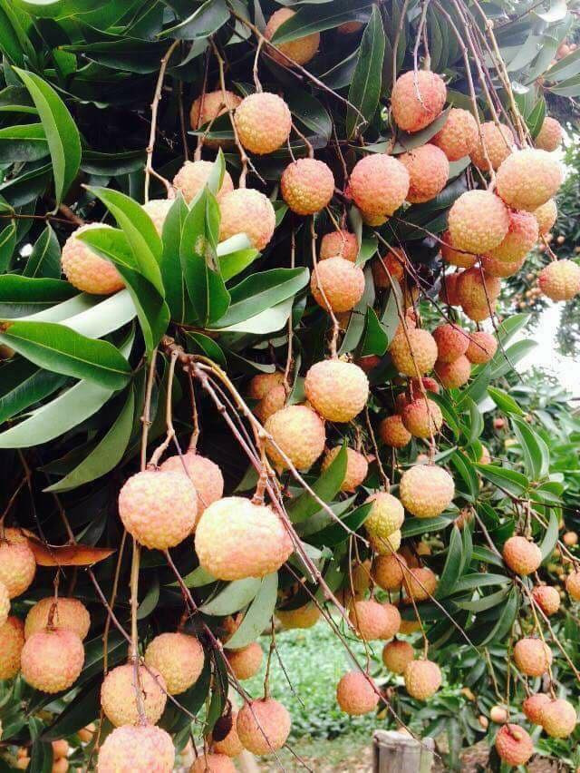 Theo người dân địa phương, mới đầu mùa nhưng nhiều thương lái cũng đã tìm về để đặt mua. Ảnh: FB Huyen Anh.