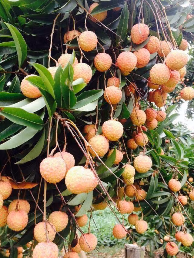 Theo người dân địa phương, mới đầu mùa nhưng nhiều thương lái cũng đã tìm về để đặt mua. Ảnh: FB Huyen Anh.