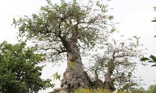 Trong vườn ông Hai đang chăm sóc còn có một gốc tường vi tuổi đời hơn 100 năm.