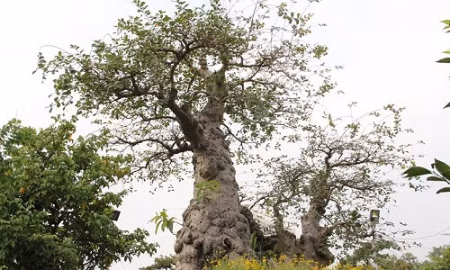 Trong vườn ông Hai đang chăm sóc còn có một gốc tường vi tuổi đời hơn 100 năm.