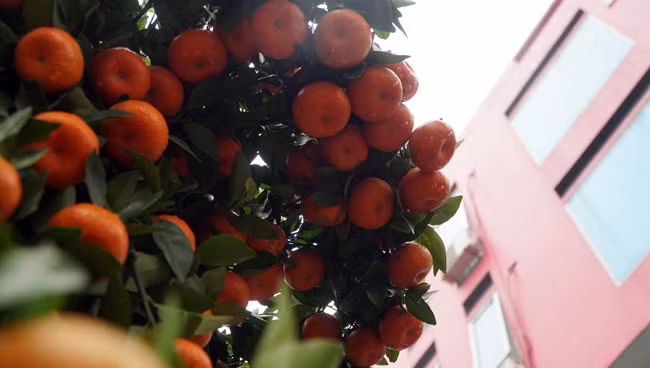 Ở vườn nhà anh còn 4 cặp như thế này nữa nhưng nhỏ hơn có giá dao động từ 30- 40 triệu đồng.