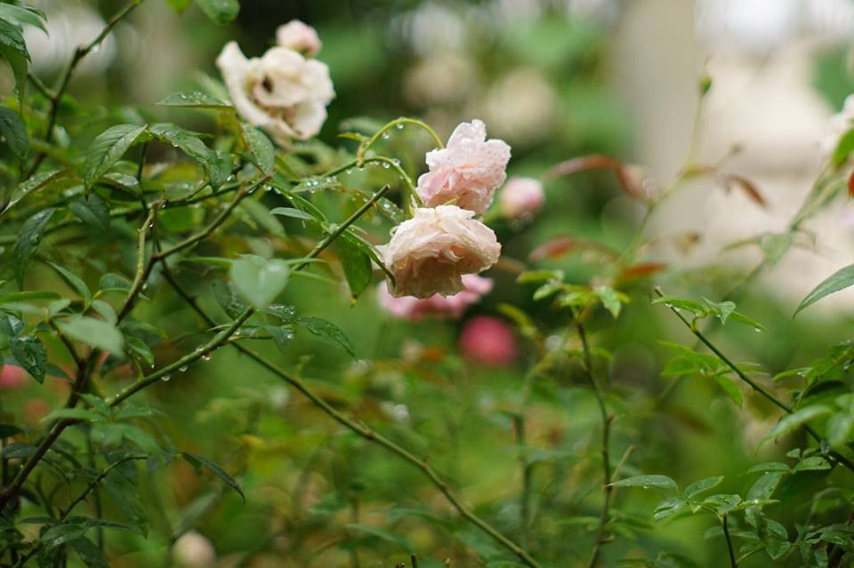 Trong vườn còn có nhiều giống hoa hồng ngoại tỏa hương sắc mỗi ngày. Ảnh: Dân Việt.