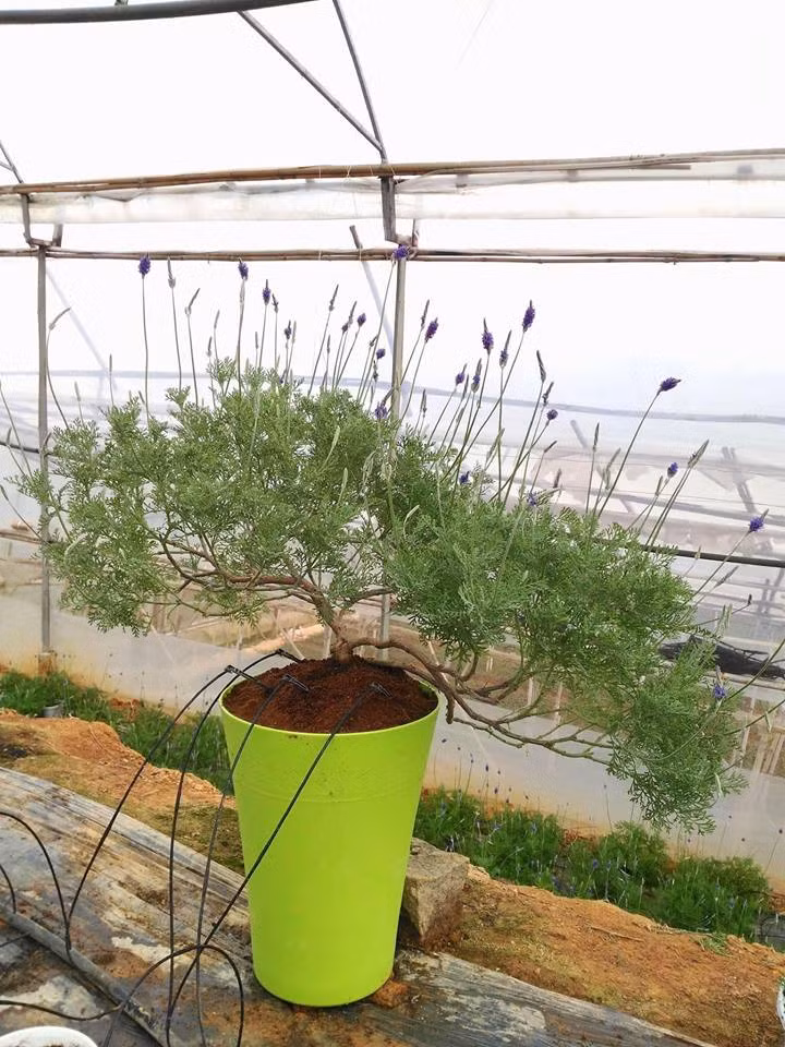 Mỗi cuống hoa có nhiều hoa nhỏ li ti. Ảnh: FB Trần Thanh Trúc.