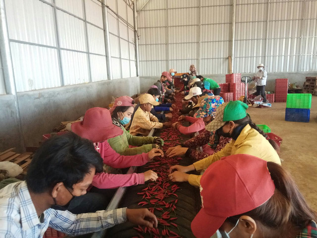 Theo tính toán, tỷ suất sinh lời của ớt đã vượt qua tỷ suất sinh lời của trái cây, ở mức khoảng 50%.