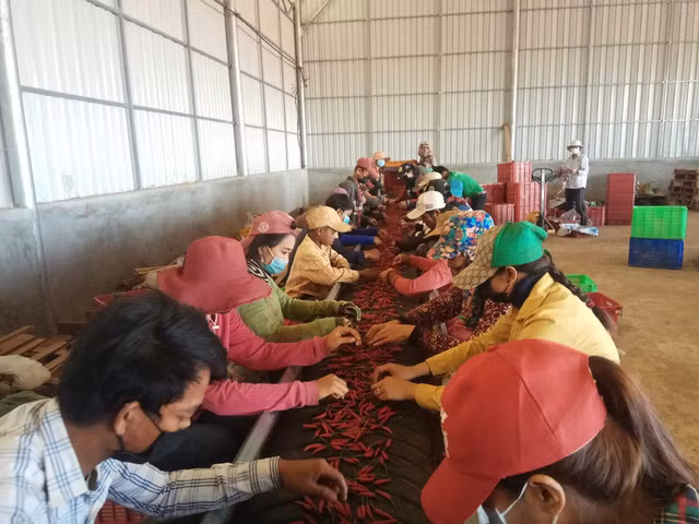 Theo tính toán, tỷ suất sinh lời của ớt đã vượt qua tỷ suất sinh lời của trái cây, ở mức khoảng 50%.