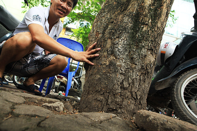 Trong số 12 cây sưa đỏ bị di dời, có những cây chu vi gốc hơn 1m. Ảnh: VOV.