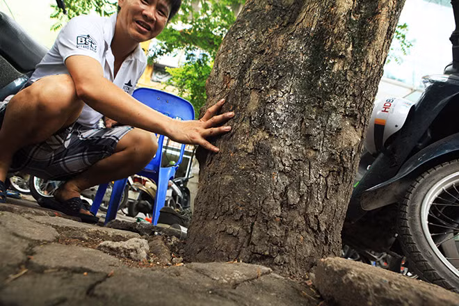 Trong số 12 cây sưa đỏ bị di dời, có những cây chu vi gốc hơn 1m. Ảnh: VOV.