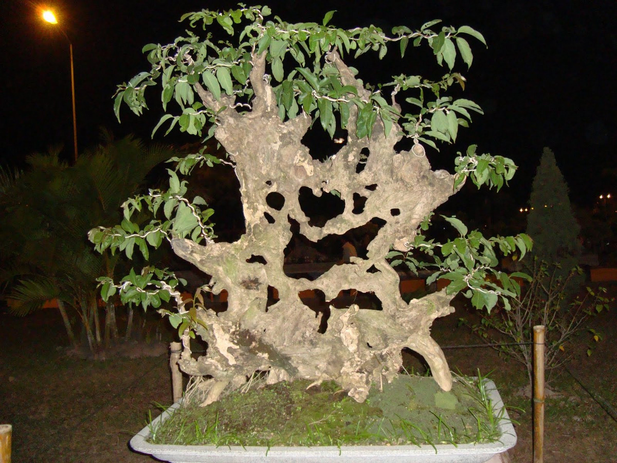 Bằng lăng song hỉ cho cảm giác ngọt ngào, ấm cúng. Ảnh: Binhdinhbonsai.