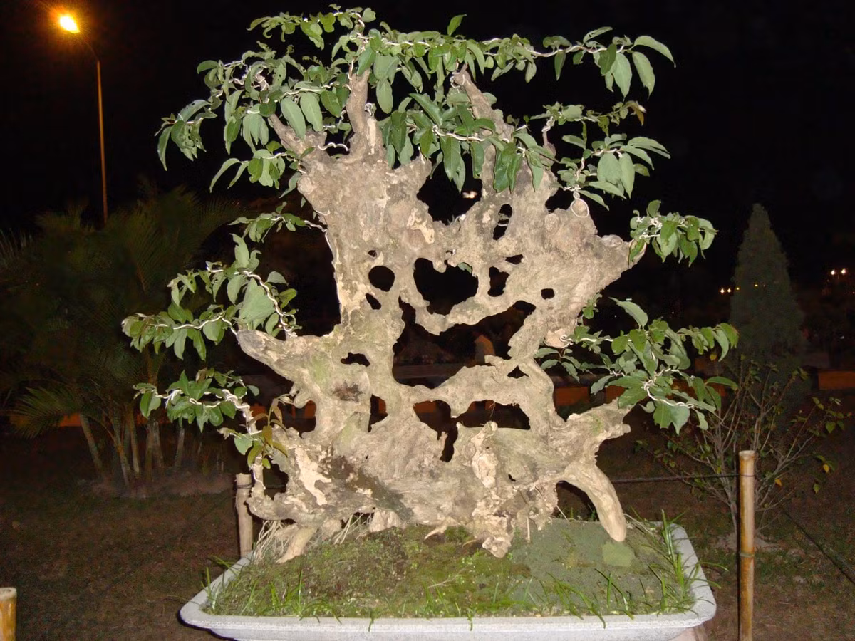 Bằng lăng song hỉ cho cảm giác ngọt ngào, ấm cúng. Ảnh: Binhdinhbonsai.