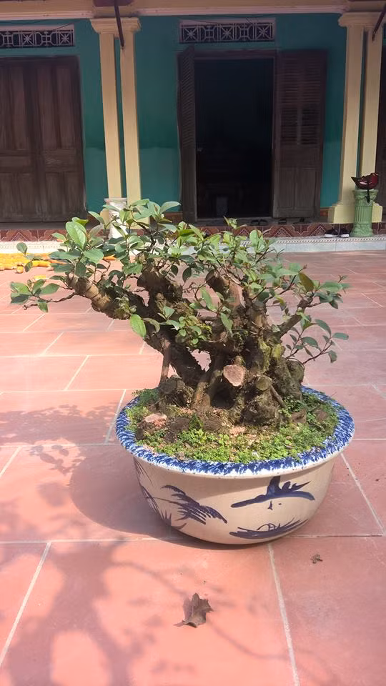 Chậu bonsai sim xù xì, được cắt tỉa kỳ công. Ảnh: FB Nguyễn Đức Bonsai.