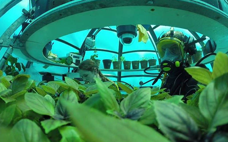 Mỗi quả cầu giống như một nhà kính dưới nước. Ảnh: Things Green.