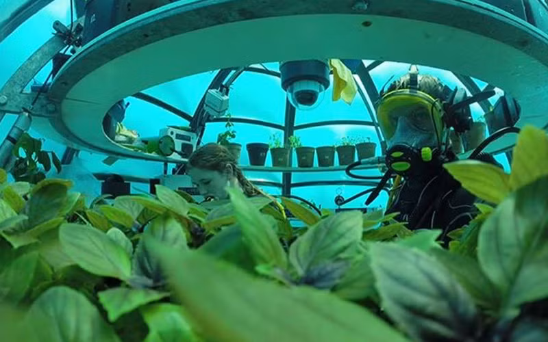 Mỗi quả cầu giống như một nhà kính dưới nước. Ảnh: Things Green.