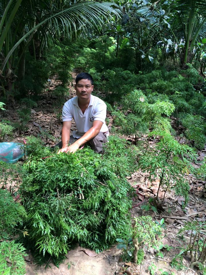 Anh nông dân trẻ Vũ Công Định (ấp Phú Hòa B, xã Phú Thuận A, huyện Hồng Ngự, Đồng Tháp) được biết tới như người đi tiên phong trong trồng cây dược liệu. Ảnh: Dân Việt.