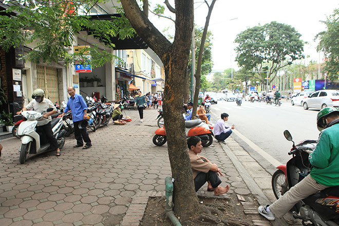 Hiện nay, cây sưa đỏ mọc hoang trên rừng còn rất ít, hầu như đã bị khai thác hết. Ảnh: Dân Việt.