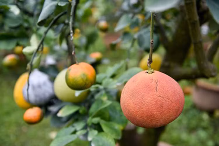 Nhiều loại quả cùng khoe sắc đúng dịp đón Tết. (Ảnh: Báo Dân trí)