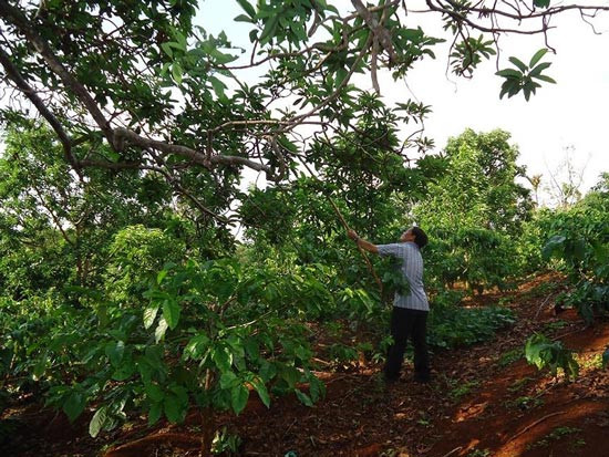 Riêng dịp Tết năm 2016, cây bơ bán được 70 triệu đồng. Ảnh: Phapluat TPHCM.