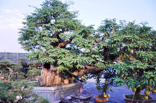 Có khách từng trả giá cây me đến tiền tỷ. Ảnh: Dân Việt.