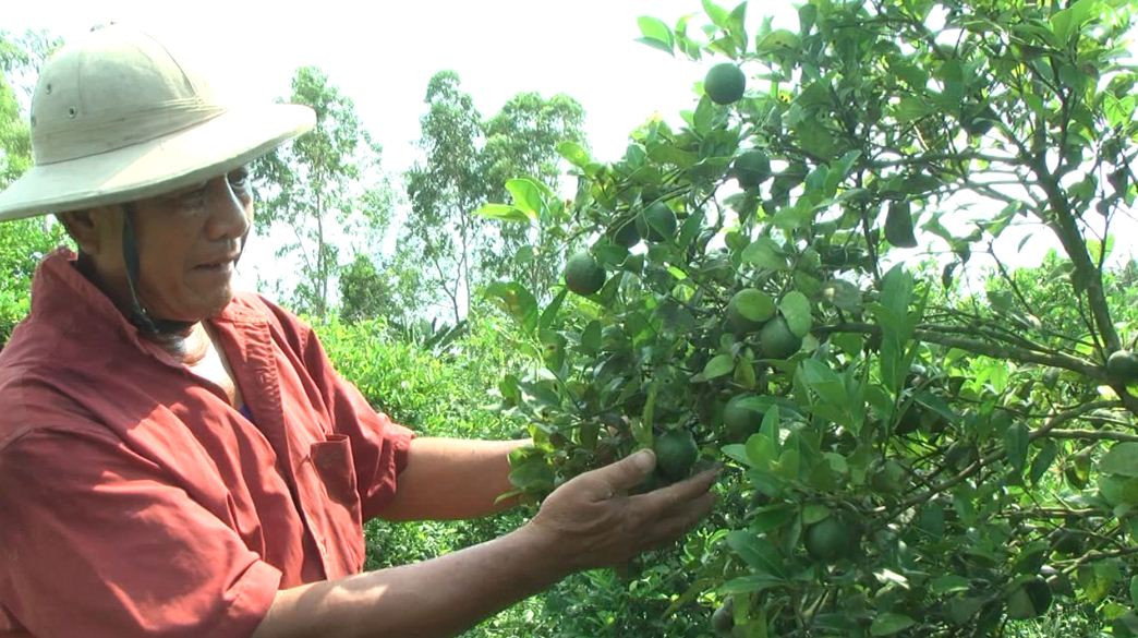 Gia đình ông Lê Văn Sĩ ở ấp Thành Tân, xã Kế Thành (Kế Sách, Sóc Trăng) cũng thành công với mô hình trồng chanh bông tím cho hiệu quả kinh tế cao. Ảnh: Thst.