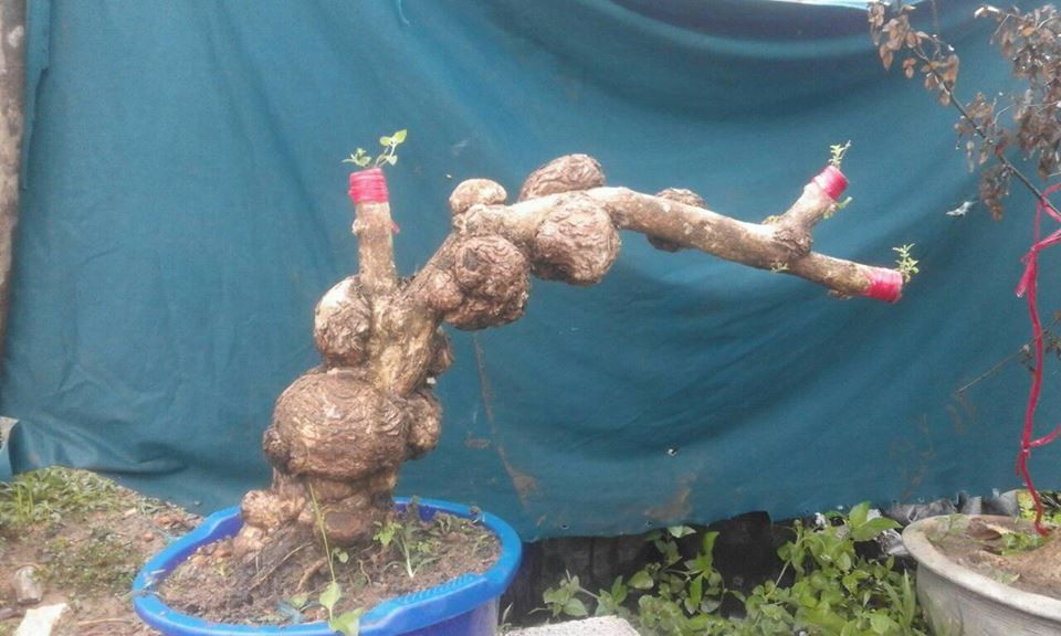 Hoa ngũ sắc có nhiều màu sắc khác nhau đẹp mắt, thân già thường có các ụ to sần sùi lạ mắt, có thể làm cây cảnh đẹp và độc. Ảnh: FB Son Tran.