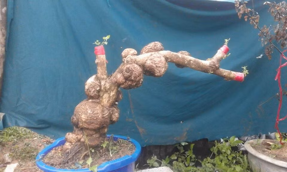 Hoa ngũ sắc có nhiều màu sắc khác nhau đẹp mắt, thân già thường có các ụ to sần sùi lạ mắt, có thể làm cây cảnh đẹp và độc. Ảnh: FB Son Tran.