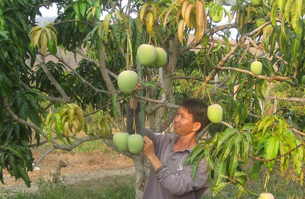 Xoài Úc cũng giúp gia đình anh Hồ Đắc Minh (Cam Lâm, Khánh Hòa) có thu nhập ổn định 200 triệu đồng/năm. Ảnh: Baoninhthuan.