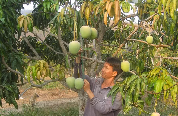 Xoài Úc cũng giúp gia đình anh Hồ Đắc Minh (Cam Lâm, Khánh Hòa) có thu nhập ổn định 200 triệu đồng/năm. Ảnh: Baoninhthuan.