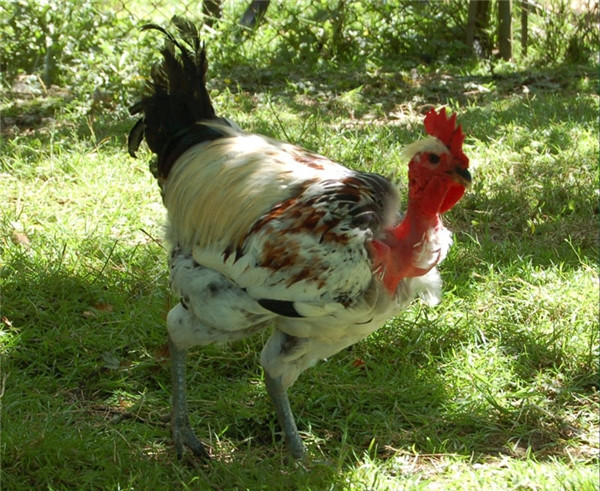 Gà cổ rắn nổi tiếng với khả năng chịu nhiệt tốt, trọng lượng cơ thể lớn và đẻ nhiều trứng hơn so với các loài gà khác. Ảnh: Thethaovanhoa.