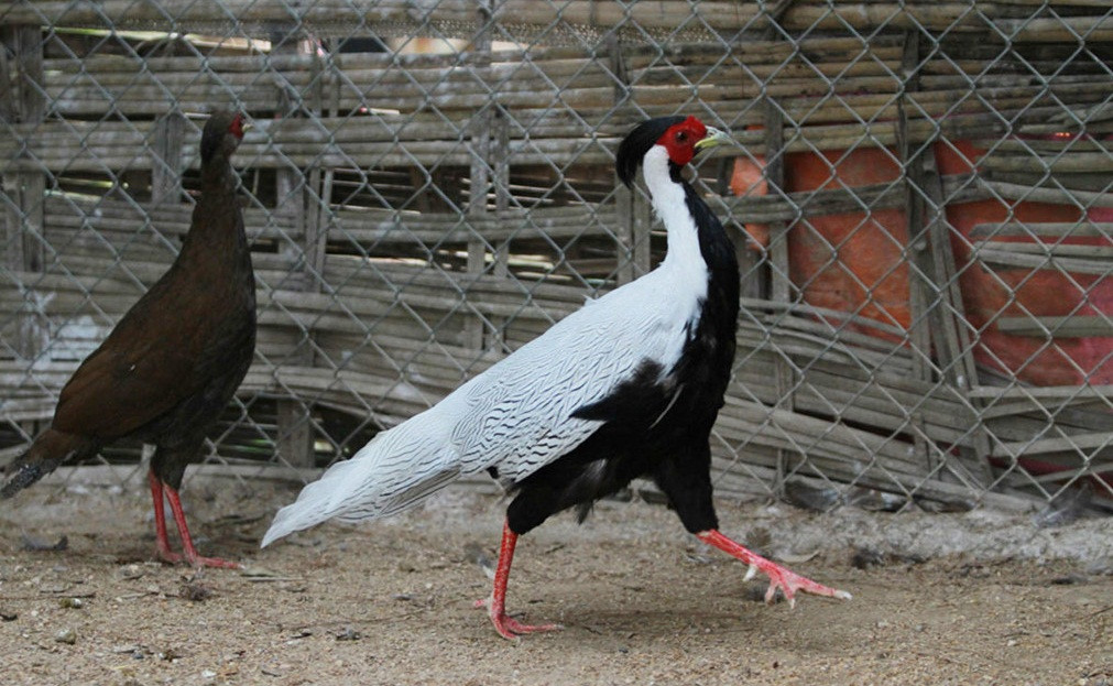 Ngoài chim, trang trại của anh Giáp còn có nhiều giống gà quý hiếm. Trong ảnh là Gà lôi đuôi trắng, có trong Sách đỏ Việt Nam. Ảnh: Zing.