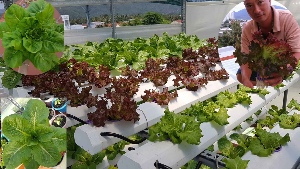 Anh Quốc Bảo (Nha Trang) khiến nhiều người ngưỡng mộ khi sở hữu vườn rau thủy canh xanh mướt trên nóc nhà. Ảnh: Dân Việt.