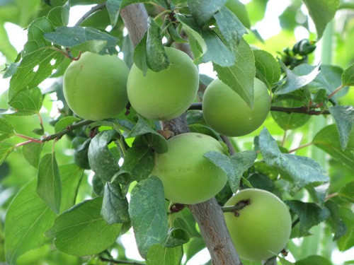 Mơ Hương Tích mọc giữa thung lũng, trái thưa và có vị hơi đăng đắng. Ảnh: Yeunoitro.