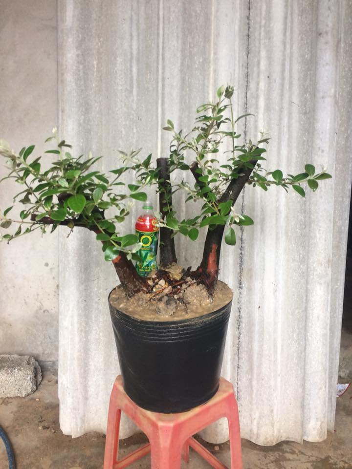 Lạ mắt gốc sim gồm 3 thân cây thẳng. Ảnh: FB Kim Sa Tùng.