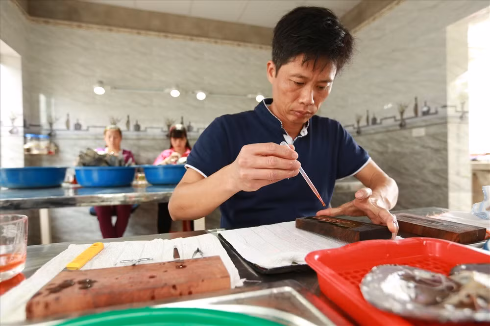 Sau 25 năm lăn lộn với nghề, đến nay những viên ngọc trai nước ngọt trong trang trại của anh Việt đã có mặt tại Nhật Bản, Ấn Độ, Trung Quốc...Ảnh: Lao động.