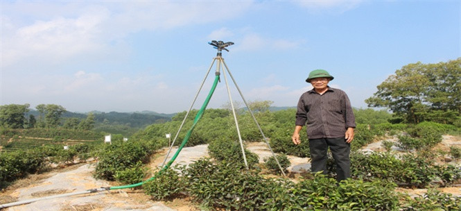 Với giá bán từ 400.000 – 500.000 đồng/kg, mỗi lứa chè ông Dung thu về 12 - 15 triệu đồng. Ảnh: Nongnghiep.