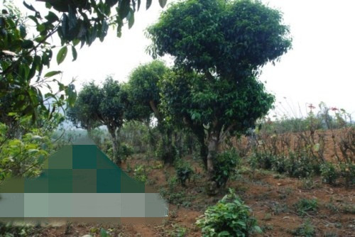 Bản Chờ Lồng thuộc thị trấn Nông trường Mộc Châu cũng có một đồi chè cổ thụ. Những cây chè cổ thụ ở đây được trồng rải rác, vườn nhiều nhất có chừng hơn 30 cây chè cao đến 4-5m. Ảnh: Dulichmocchau.