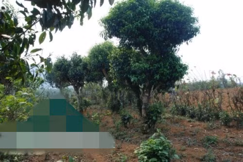 Bản Chờ Lồng thuộc thị trấn Nông trường Mộc Châu cũng có một đồi chè cổ thụ. Những cây chè cổ thụ ở đây được trồng rải rác, vườn nhiều nhất có chừng hơn 30 cây chè cao đến 4-5m. Ảnh: Dulichmocchau.