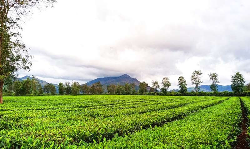 Đồi chè hơn 100 tuổi xuất khẩu sang nhiều nước trên thế giới, giải quyết công ăn việc làm thường xuyên cho hơn 7.000 lao động. Ảnh: Phuvanghotel.