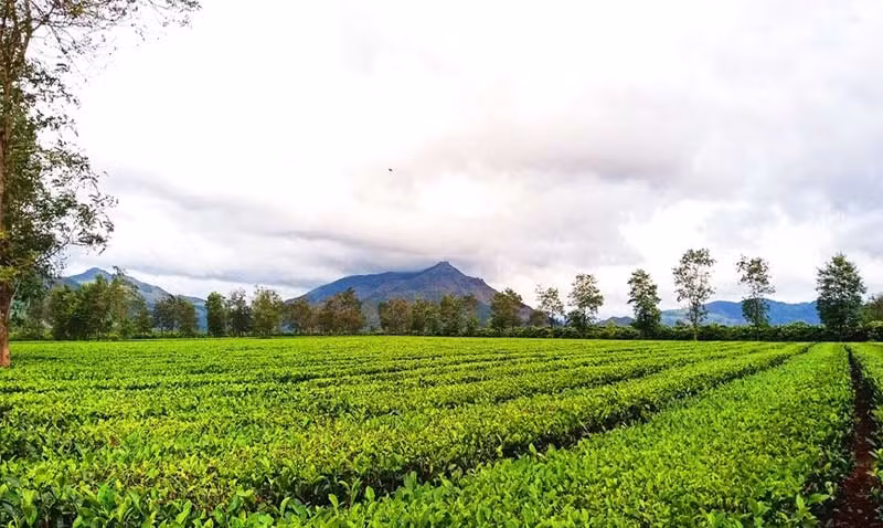 Đồi chè hơn 100 tuổi xuất khẩu sang nhiều nước trên thế giới, giải quyết công ăn việc làm thường xuyên cho hơn 7.000 lao động. Ảnh: Phuvanghotel.