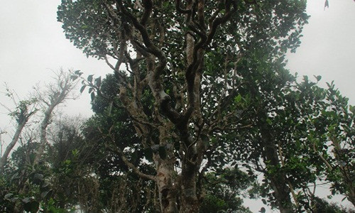 Những cây chè trăm tuổi có vẻ ngoài sần sùi, rêu phong bám xung quanh, có chiều cao hơn chục mét, đường kính gốc 20-30 cm. Ảnh: Plo.