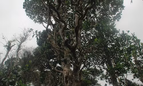 Những cây chè trăm tuổi có vẻ ngoài sần sùi, rêu phong bám xung quanh, có chiều cao hơn chục mét, đường kính gốc 20-30 cm. Ảnh: Plo.