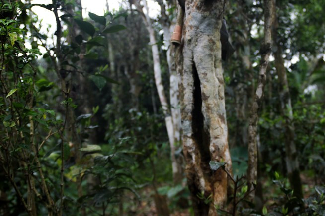 Xứ Cùa (xã Cam Chính và Cam Nghĩa, huyện Cam Lộ, Quảng Trị) nổi tiếng trong vùng với những vườn chè cao chót vót tuổi đời hàng trăm năm. Ảnh: Plo.